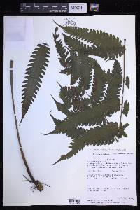 Steiropteris glandulosa var. brachyodus image