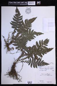 Steiropteris deltoidea image