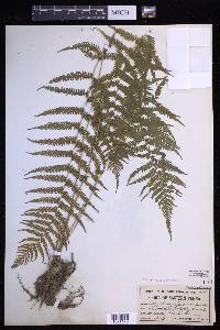 Coryphopteris simulata image