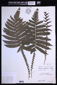 Steiropteris deltoidea image