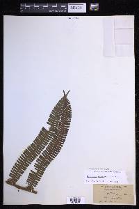 Steiropteris decussata image