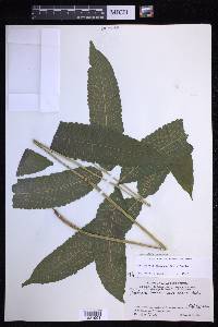 Goniopteris poiteana image