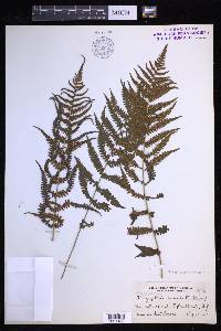 Coryphopteris simulata image