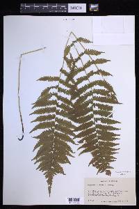 Coryphopteris simulata image