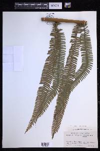 Steiropteris decussata image