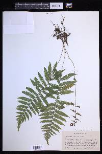 Coryphopteris simulata image