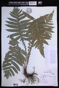 Steiropteris deltoidea image