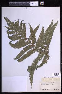 Steiropteris decussata image