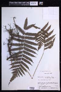 Steiropteris clypeolutata image