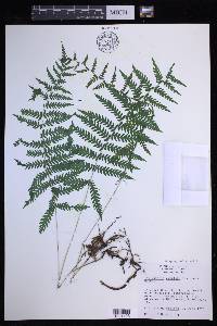 Coryphopteris simulata image