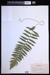 Coryphopteris simulata image