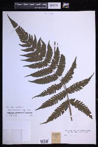 Steiropteris gardneriana image