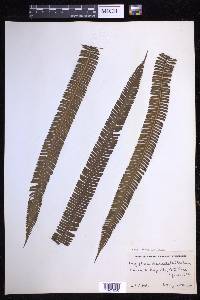 Steiropteris decussata image