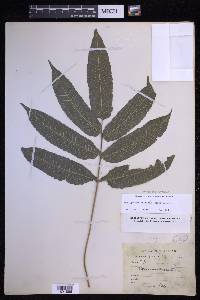 Goniopteris poiteana image