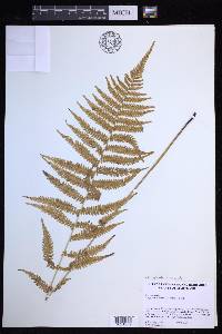 Coryphopteris simulata image