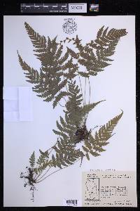 Steiropteris clypeolutata image