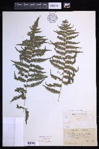 Coryphopteris simulata image