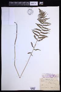 Coryphopteris simulata image