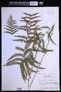 Thelypteris palustris var. pubescens image