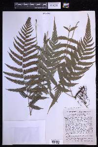 Steiropteris clypeolutata image