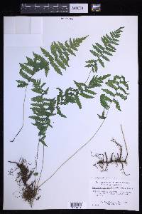 Coryphopteris simulata image