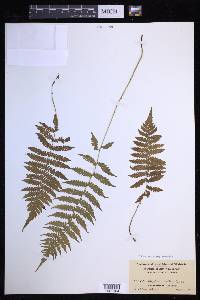 Coryphopteris simulata image