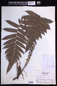 Steiropteris deltoidea image