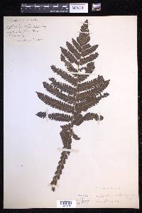 Steiropteris deltoidea image