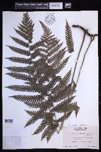 Steiropteris clypeolutata image