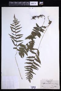 Coryphopteris simulata image