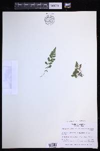 Leptogramma burksiorum image