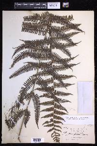 Steiropteris decussata image