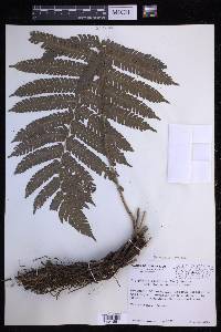 Steiropteris deltoidea image