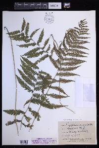 Coryphopteris simulata image