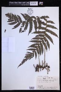 Steiropteris clypeolutata image