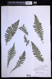 Goniopteris sclerophylla image