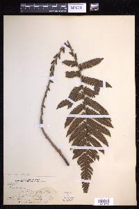 Steiropteris deltoidea image