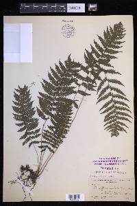 Coryphopteris simulata image