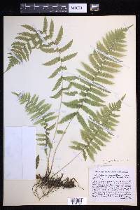 Coryphopteris simulata image