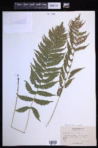 Coryphopteris simulata image