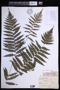 Coryphopteris simulata image