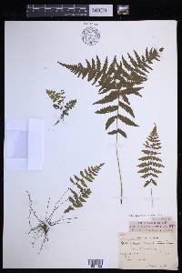 Coryphopteris simulata image