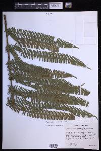 Steiropteris decussata image