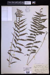 Coryphopteris simulata image