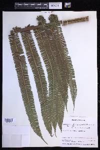 Steiropteris decussata image