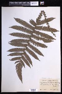 Steiropteris deltoidea image