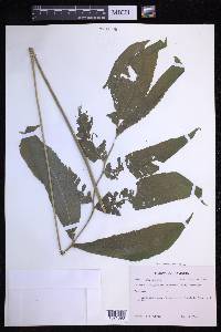 Goniopteris poiteana image