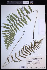 Coryphopteris simulata image