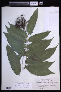 Goniopteris poiteana image