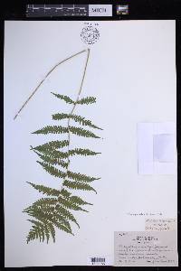 Coryphopteris simulata image